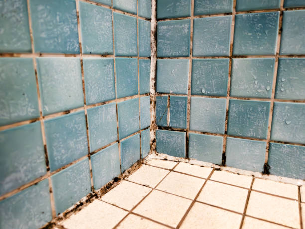 Best Industrial Mold Remediation  in Rockford, MI