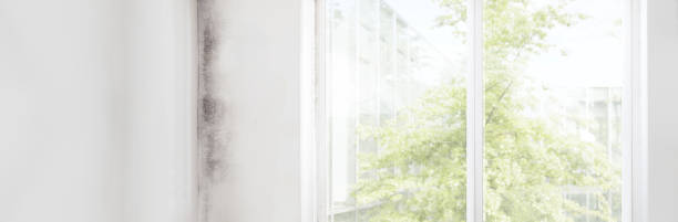 Best HVAC Mold Inspection and Cleaning  in Rockford, MI