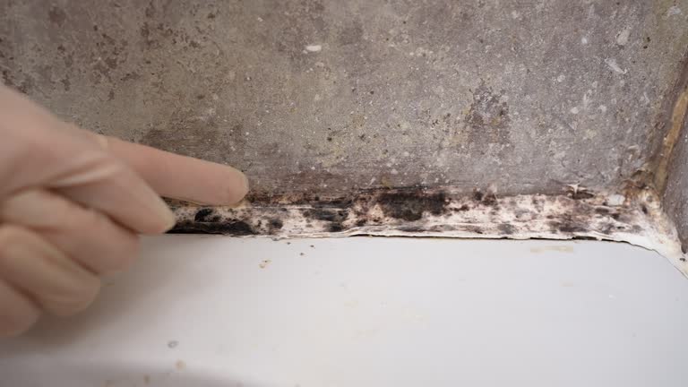 Best Emergency Mold Remediation  in Rockford, MI