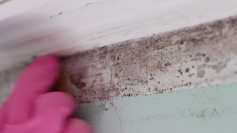 Best Post-Construction Mold Inspection  in Rockford, MI